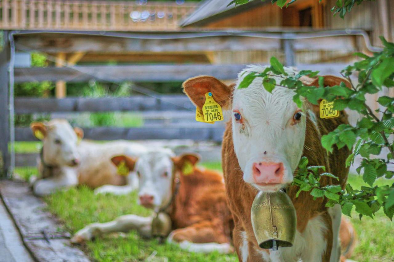 Slovenia Eco Resort Stahovica Eksteriør bilde
