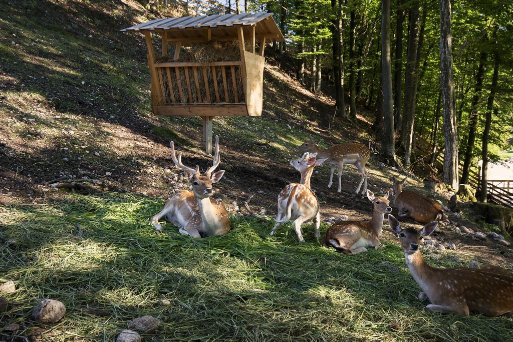 Slovenia Eco Resort Stahovica Eksteriør bilde